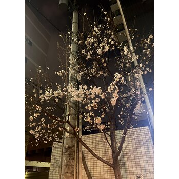 桜の開花宣言♪